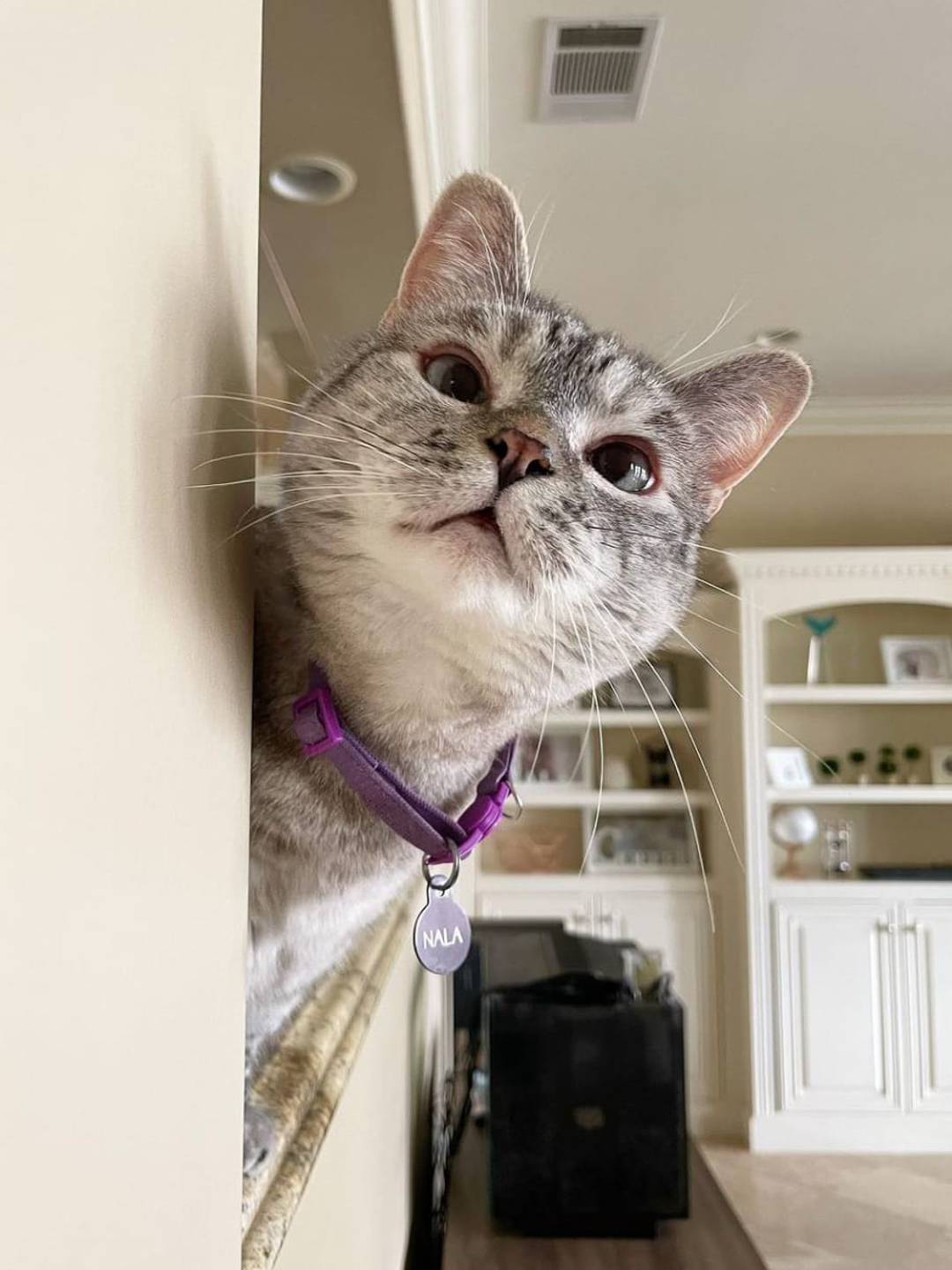 Nala