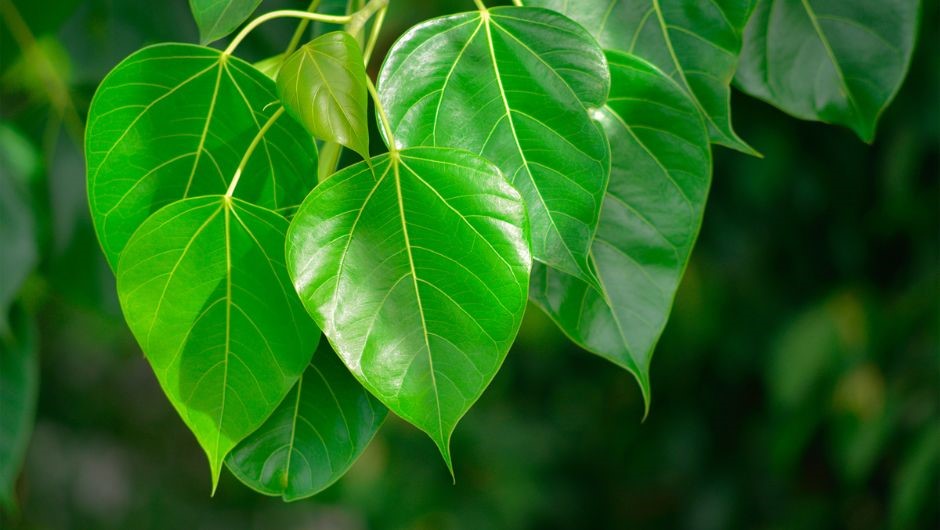 Peepal Tree