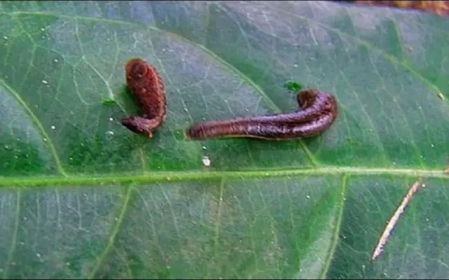 Kedchal Insect ಜಿಗಣೆ ಕಚ್ಚಿದರೆ ಭಯಪಡಬೇಕಾಗಿಲ್ಲ, ಅದು ಆರೋಗ್ಯಕ್ಕೆ ಸಹಕಾರಿ | News Karnataka